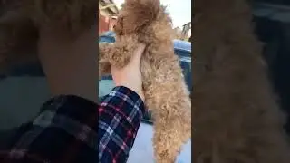 Той Пудель мальчик - ждёт тебя - нового хозяина )