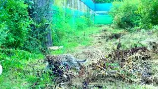 Спасенный котенок леопарда выпущен в вольер