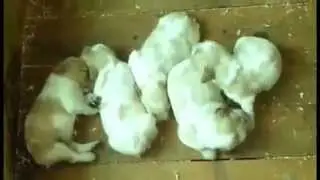 Tenerissimi cuccioli