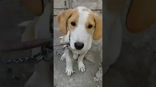 Посавацкая гончая
