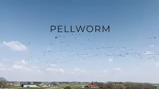 Pellworm und die Tiere