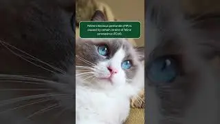 Feline Infectious Peritonitis (FIP) | Merck Veterinary Manual