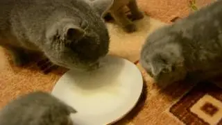 Feeding the kittens milk