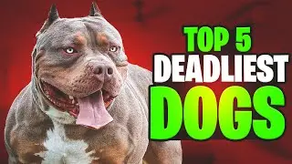 Top 5 Most Deadliest Dog Breeds in the World 2023