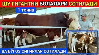ШУ ГИГАНТ БУҚАНИ БОЛАЛАРИ ВА СУТДОР БЎҒОЗ СИГИРЛАР СОТИЛАДИ ШОВОТДА 27-август 2024 г.