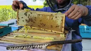 Первая качка в Одесской области. Бакфаст и засуха.