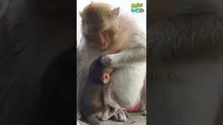Delicious from mom🐵👅.