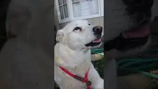 Getting my dog Honey to #howl