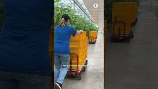 Работа в Нидерландах, на сборе огурцов в теплицах #работавнидерландах #tvojarabotapl