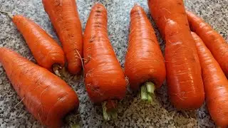 The best carrots Baltimore f1 variety description and review