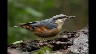 Vogels bij fotohut Haaksbergerveen