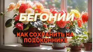 Секреты сохранения бегоний на подоконнике - мнение, которое может быть верным!