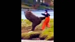 🐻 #funny #memes #memesvideo #memesdaily #fyp