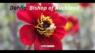 Dahlia 'Bishop of Auckland'