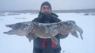 Жерлицы 2015