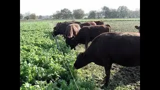 Mixed farming in Kitui County proves more productive - part 1