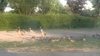 Gänse maschieren.Giftenersee