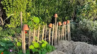 5 choses à faire en novembre au potager (bouturer, semer, amender, récolter)