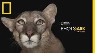 National Geographic Photo Ark Sergisi