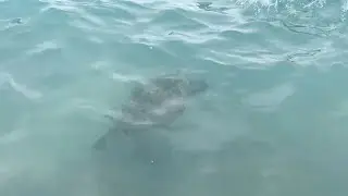 WE SAW A GIANT SEA TURTLE | Fall Break in Hawaii - pt. 2
