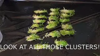One of the best plants ever! Rotala H'Ra - Unboxing, Prepping, Planting