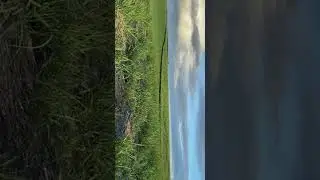 Ainda não apresentei esse falcão a vocês aqui do canal, mas ele é um Sacre e se chama Juarez 🙏🦅