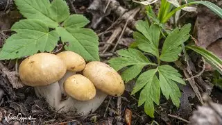 Funghi Primaverili | La 