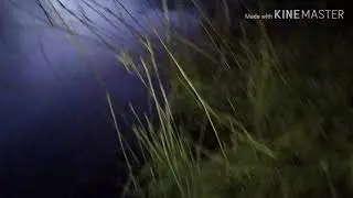 Установка капкана на куницю и пойманая андатра  #Куница #Капкани