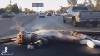 Efkarli kedi Yaralı - Emrah