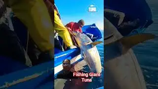 Giant Tuna