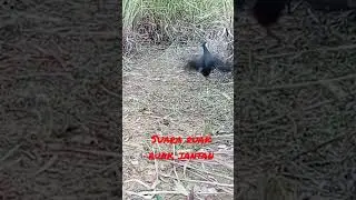ganti suara ruak ruak jantan,langsung gacor