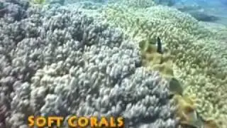 Aula sobre Recifes de Coral - 1a parte