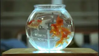 Fish Bowl