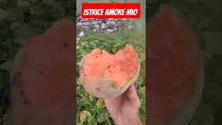 istrice amore mio