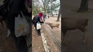 Mating av Sikahjort i Nara Park | Cosplay & Foto-klassen i Japan