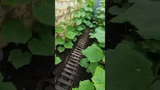 ОГУРЦЫ за 1т. руб. в теплице у ЗАБОРА 🥒🪣🌿💯❤️...