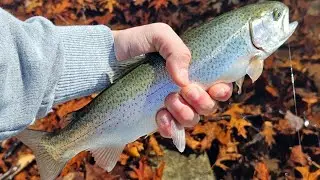 ❄️ Winter Trout Fishing | Trout Hunt S2: Episode 1