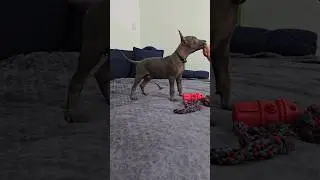 First training of 1.5 month old Xolo puppy #puppy #xolo #nordwindstorm #dogtraining
