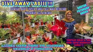 AGLONEMA TERLENGKAP DI YOGYAKARTA ‼️ AZZAHRA GARDEN UPDATE STOK ‼️