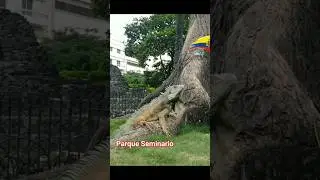 #GUAYAQUIL_PARQUE_SEMINARIO_PALOMAS_TURISMO_LOCAL#22AGOSTO2023🙂🇪🇨