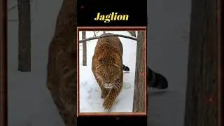धरती पर मौजुद अजीब जानवर😲#amazingfacts #trendingshorts #animals #viralshorts #jaguar #nature #short