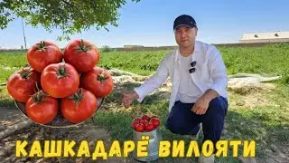 КАШКАДАРЁ БОЗОРИДА ЯНГИ ПОМИДОР. БУНАКАСИНИ КУРМАГАНСИЗ. BURMAX F1