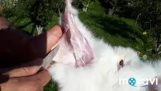 Выделка шкурки кролика. (Часть 1)