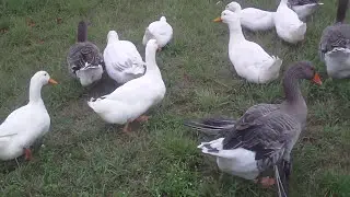 Гуси, утки, кот.