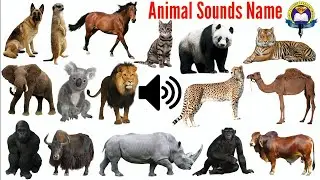 Sound Of Different Types Of animals | The Animal Sounds Name | 50 Amazing Animal Sounds Name