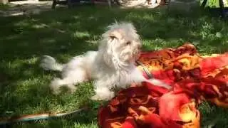 Balou