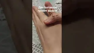 Богомолы гуляют