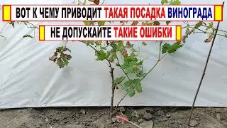 🍇 Ошибка! Никогда ТАК не высаживай САЖЕНЦЫ ВИНОГРАДА. После такой посадки все будут смеяться.