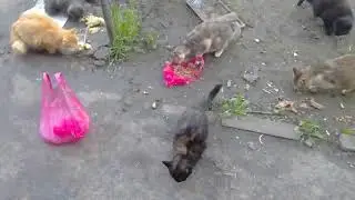 Голодные котики на улице,принесла еду.