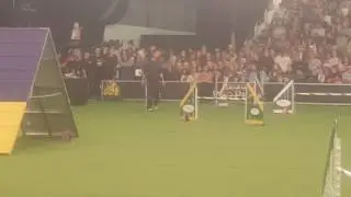 Chelsea STD